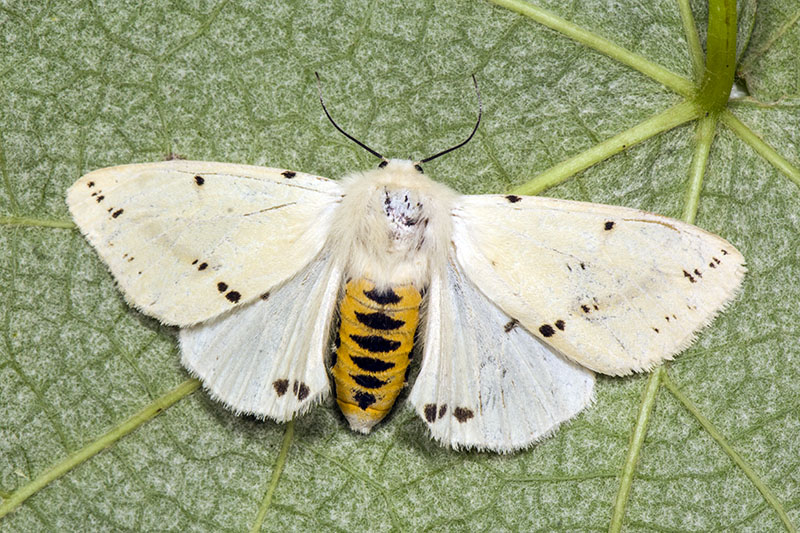 Spilosoma luteum - Erebidae Arctiinae